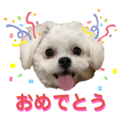 [LINEスタンプ] シロンちゃん 2
