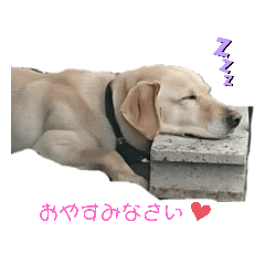 [LINEスタンプ] 動物犬猫象ホワイトタイガー鳥