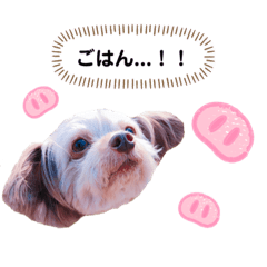 [LINEスタンプ] チワプーのチロルちゃん