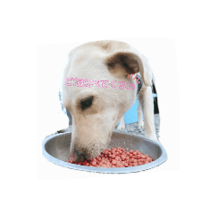 [LINEスタンプ] ラブラドールレトリバー＆うさぎのスタンプ