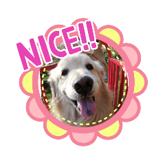 [LINEスタンプ] ゴールデンレトリーバー ジョン 3
