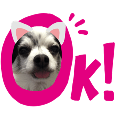 [LINEスタンプ] 愛犬 チワワ