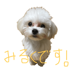 [LINEスタンプ] みるくスタンプ！！！