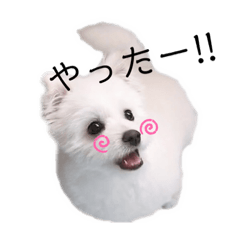 [LINEスタンプ] 犬のくぅちゃんのスタンプ