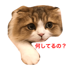 [LINEスタンプ] チンチラとスコティッシュ