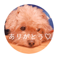 [LINEスタンプ] Life of Happy (*´˘`*)♡