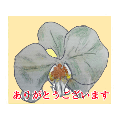 [LINEスタンプ] 胡蝶蘭咲いた！