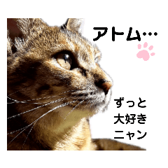 [LINEスタンプ] 我が家の愛猫⑥