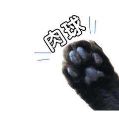 [LINEスタンプ] しょこぴ