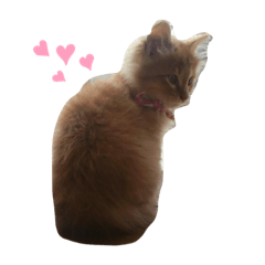 [LINEスタンプ] にゃんこぽぽ
