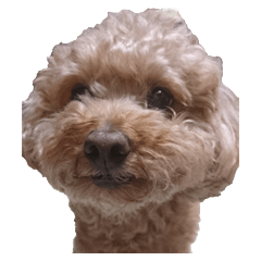 [LINEスタンプ] 犬 トイプードル そら君