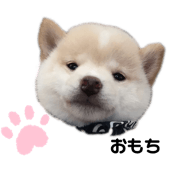 [LINEスタンプ] 豆柴おもち ①