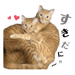 [LINEスタンプ] ねこ写 〈 日常会話 〉スタンプ