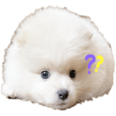 [LINEスタンプ] ポメラニアンあまみ君の1日