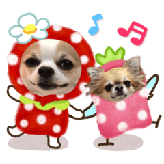 [LINEスタンプ] チワワのもっちぃ♡