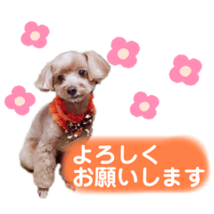 [LINEスタンプ] ゆずのスタンプ010120202