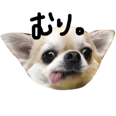 [LINEスタンプ] はじめまして、ミントです。
