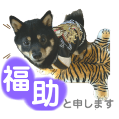 [LINEスタンプ] 黒豆柴の福助