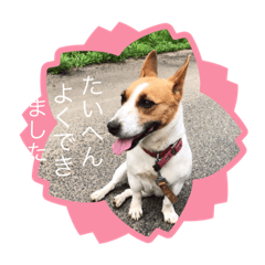 [LINEスタンプ] ちょこなさん5