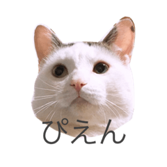 [LINEスタンプ] 変な猫  まろ