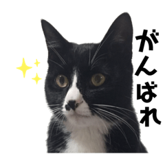 [LINEスタンプ] かわいい〜猫★