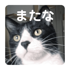 [LINEスタンプ] ムクさん 2