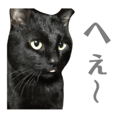 [LINEスタンプ] くろねご