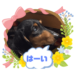 [LINEスタンプ] ななこちゃん  [ミニチュワダックスフンド]