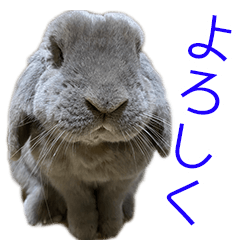 [LINEスタンプ] ロップイヤーのミントスタンプ