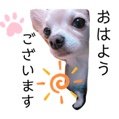 [LINEスタンプ] チワワのスタンプ(そら)