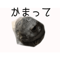 [LINEスタンプ] ユルかわうさぎのきなこ