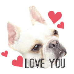 [LINEスタンプ] Kai_frenchbulldog