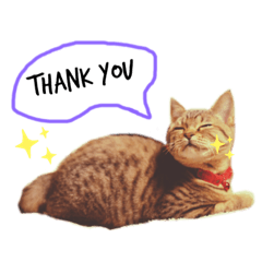 [LINEスタンプ] うちのニャンコ❤