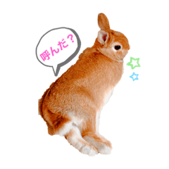 [LINEスタンプ] うさぎのラリちゃん