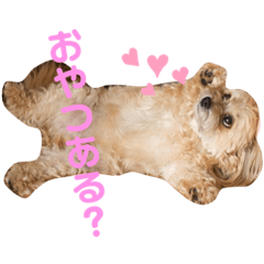 [LINEスタンプ] うちのハリーくんの使いやすいスタンプ