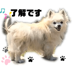 [LINEスタンプ] チワワのベアくんです