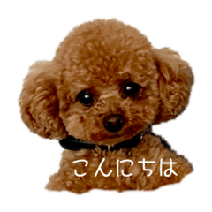 [LINEスタンプ] といぷーどる ロッシ