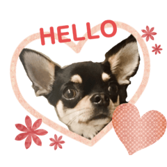 [LINEスタンプ] チワワのルイくん⋆*ೄ