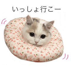 [LINEスタンプ] もふもふの、しらすたんぷ