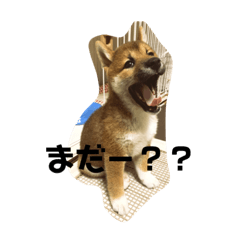 [LINEスタンプ] 柴犬おと