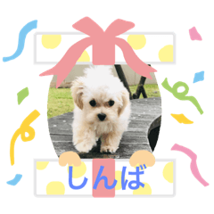 [LINEスタンプ] しんばシンバ