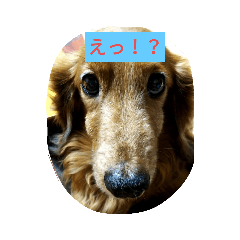 [LINEスタンプ] DOGS・どりーむ
