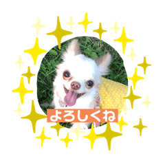 [LINEスタンプ] オセロなチワワ