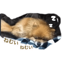 [LINEスタンプ] ポメラニアンのポミの日常2