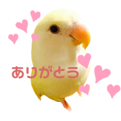 [LINEスタンプ] コザクラインコのプリンちゃん