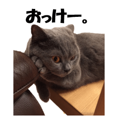 [LINEスタンプ] なおき（猫）の日常