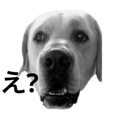 [LINEスタンプ] MOMOTA_Labrador retriever