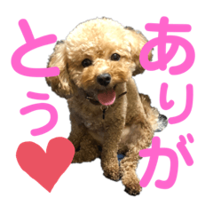 [LINEスタンプ] トイプードルゆずの日常
