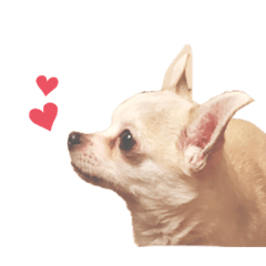 [LINEスタンプ] チワワのティー♡♡