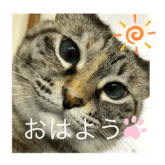 [LINEスタンプ] にゃんにゃんにゃん(ハルバージョン)